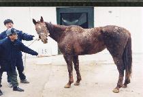 �÷������� (FLARE FOR FUN) ����