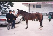 �Ͽ������̺�Ƴ� (ROCK OF FABIANA) ����