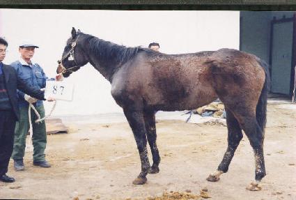 �̾Ʊ׷������� ����