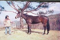 ��� (NONGDAN) ����