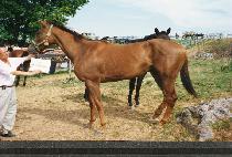 �����ҷο� (WAY HOLLOW) ����