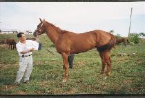 ���ɾ��ξ� (REGAL UPROAR) ����