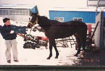 �����̺� (SHAR BABY) ����