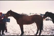 ������ (GOLD DANCER) ����