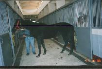 �ǿ���Ƽ�ǽ� (FIESTY PEACE) ����