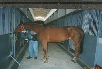 �������� (SARAH��S BOOP) ����