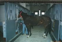 ������������ (DELAINE FOREVER) ����