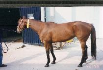 �����ٽ� (PASS AU DASHES) ����