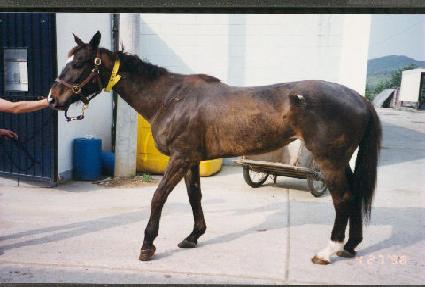 �����׾� ����