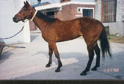 �񳪴� ����