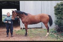 ����Ʈ���̽� (JUST LEWIS) ����