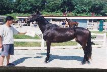 ������ (POKTONG-I) ����