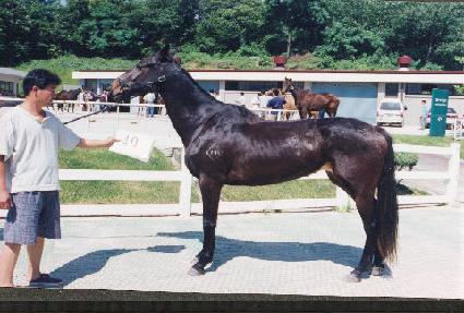 ������ ����