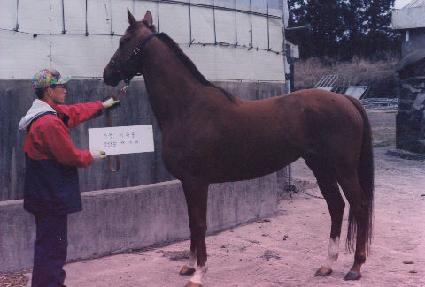 �񸶰� ����