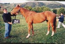 ���̸� (NAMIREU) ����