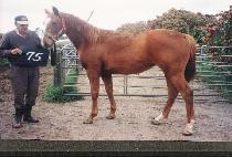 ���̺�ī (CABLE CAR) ����