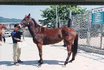 ������ (MAORI) ����