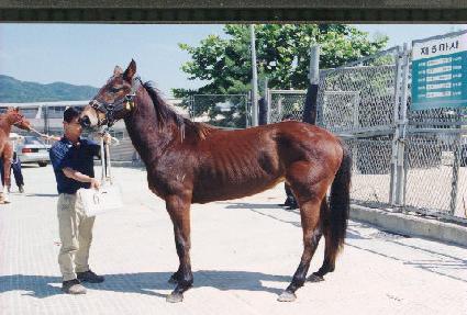 ������ ����