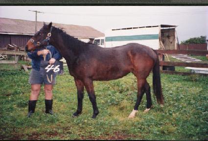 ������ ����