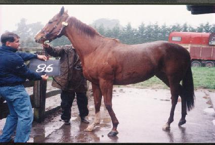 �������� ����