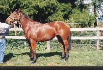 �ε����ũ (INDIAN PINK) ����