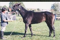 �����¸� (CHIN-GUNSEUNGNI) ����