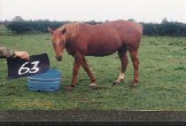 �Ƴ��ٴ� (ANABADA) ����