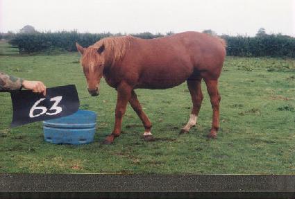 �Ƴ��ٴ� ����