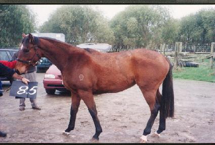 õ�ο��� ����