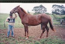 Ʈ���ݷ� (TRICOLO) ����