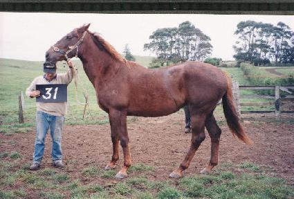 Ʈ���ݷ� ����