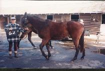 õ���� (CH��EON-GOJU) ����