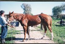 ü��Űġ�� (CHEROKEE CHIEF) ����