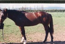 �׷��彽���� (GRAND SLAMMER) ����