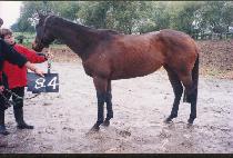 ������� (K��WAESOK��ANGJIN) ����