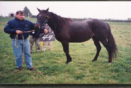 ������ ����