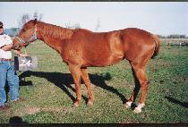 ���� (K��ONGJWI) ����