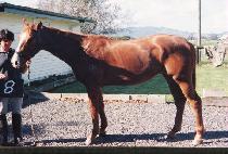 �¾�ǳ (T��AEYANGP��UNG) ����