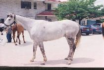 �������� (PALGEUNNAIL) ����