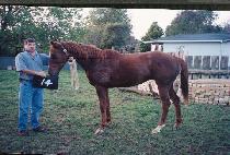 ũ�γ�� (KRONAURAR) ����