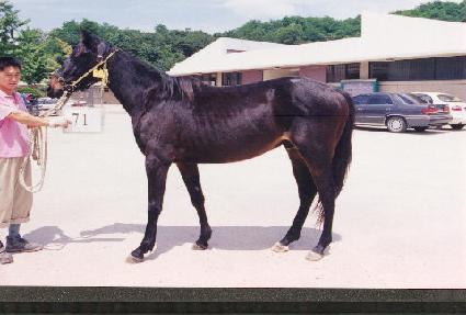 ������� ����