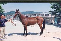 ����� (CHIN-GIROK) ����