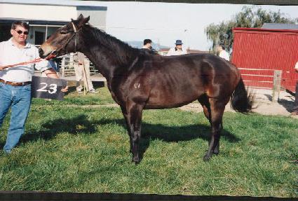 �������� ����