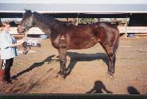 ��󳪶� (SARANARA) ����