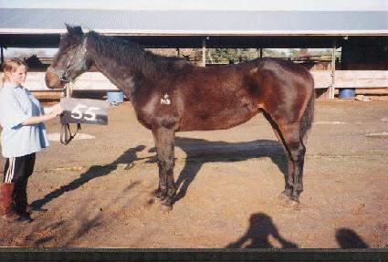 ��󳪶� ����