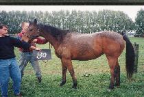 ��ȣ�� (KYEONGHOGANG) ����