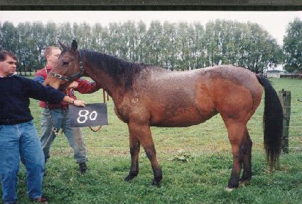 ��ȣ�� ����