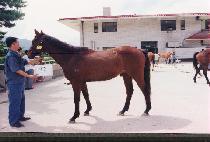 �Ҵ� (PANDA) ����