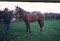 ������ (HERO WIN) ����