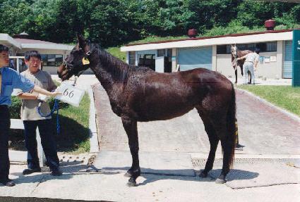 �󾾱� ����